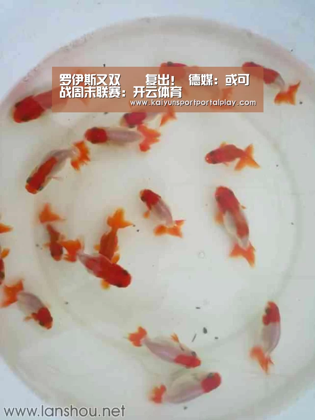 罗伊斯又双叒叕复出！ 德媒：或可战周末联赛：开云体育
